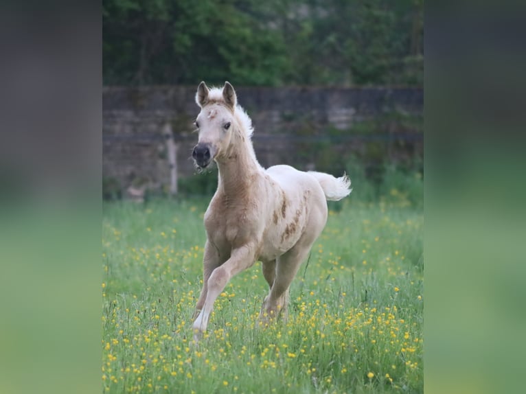 Selle Francais Stute  Palomino in Velars-sur-Ouche