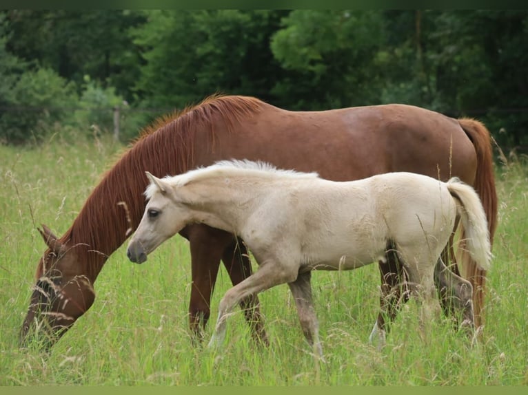 Selle Francais Stute  Palomino in Velars-sur-Ouche