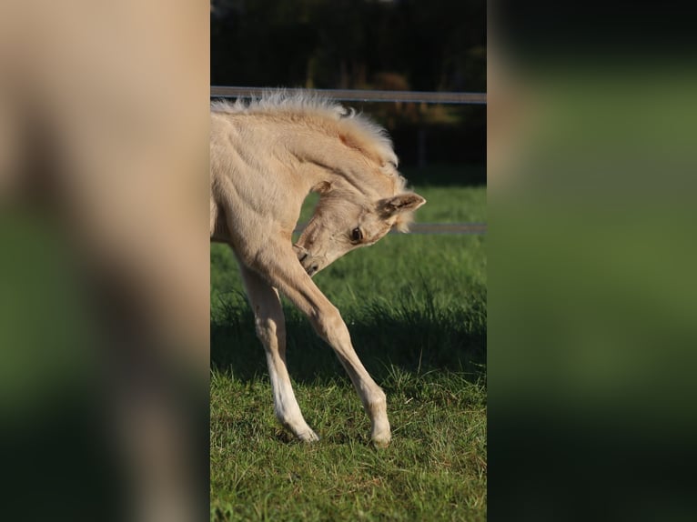 Selle Francais Stute  Palomino in Velars-sur-Ouche