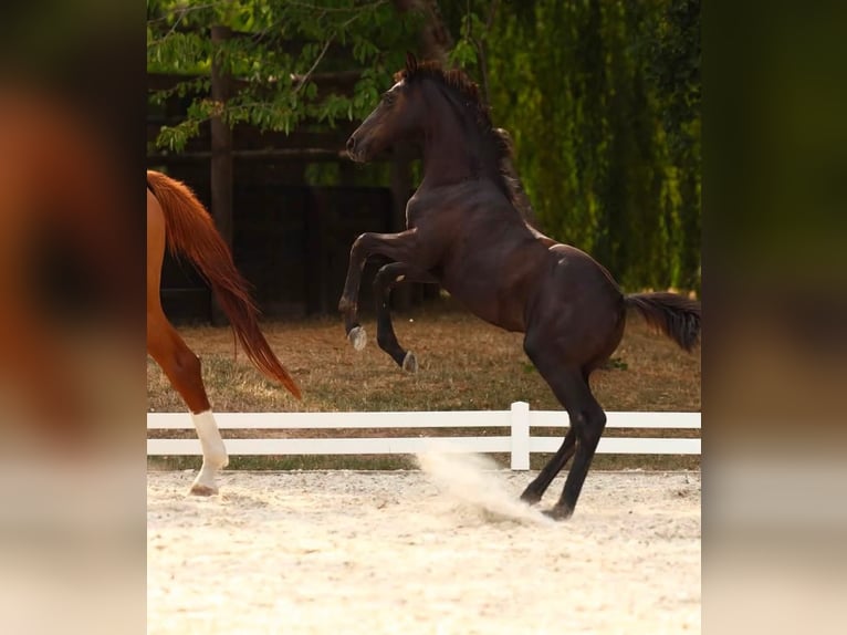Selle Francais Stute Fohlen (05/2026) Schwarzbrauner in Grandchamp