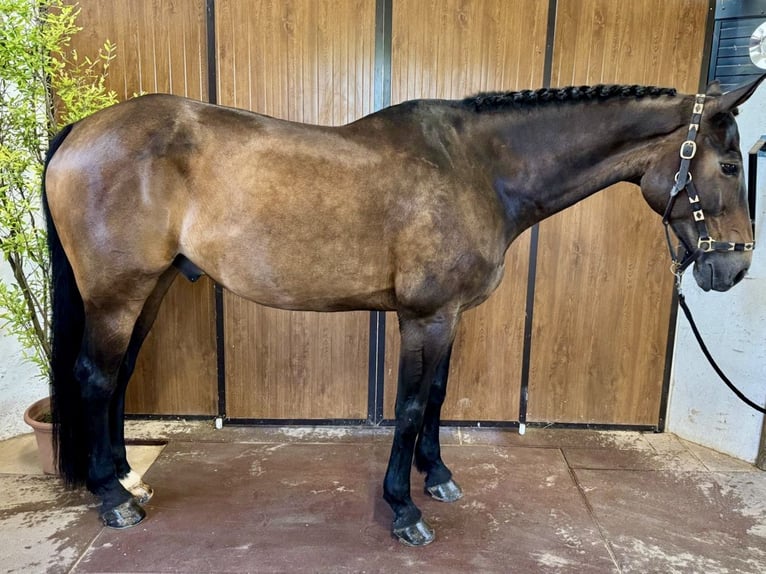 Selle Français Valack 10 år 170 cm Brun in GROTE-BROGEL