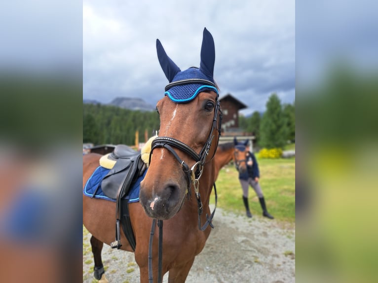 Selle Français Valack 11 år 163 cm Brun in Berg am Irchel