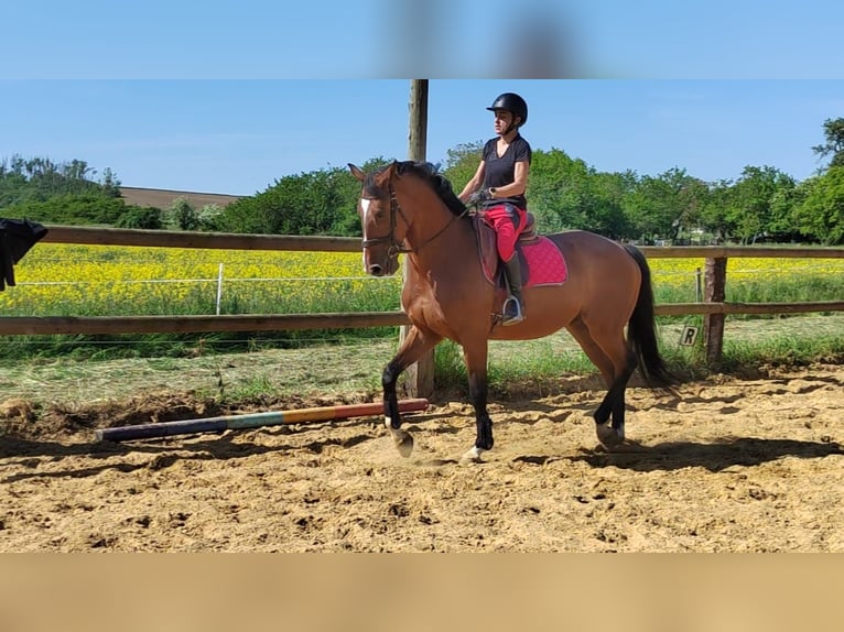 Selle Français Valack 11 år 170 cm Brun in Mécleuves