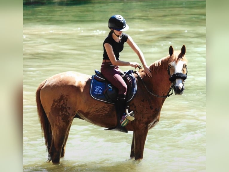 Selle Français Valack 15 år 172 cm fux in Aix-en-Provence