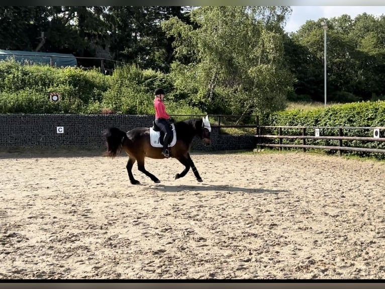 Selle Français Valack 8 år 150 cm Brun in Sankt Katharinen