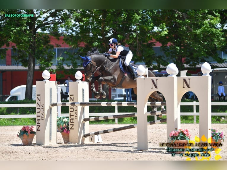 Selle français Wałach 10 lat 170 cm Gniada in Loano