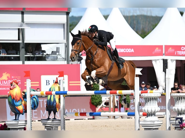 Selle français Wałach 10 lat 173 cm Kasztanowata in aix en provence