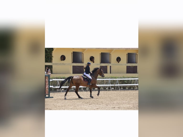 Selle français Wałach 10 lat 174 cm Gniada in Bassillac