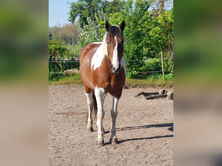 Selle français Wałach 11 lat 158 cm Tobiano wszelkich maści in Neuenkirchen