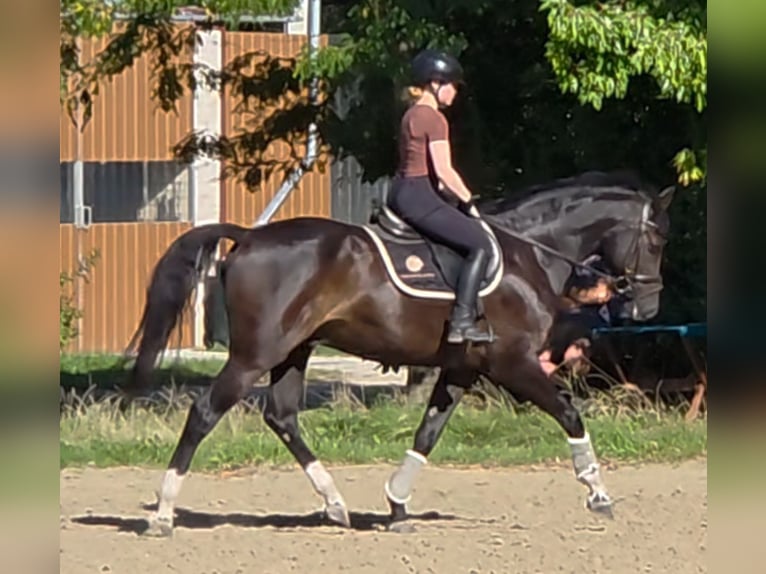 Selle français Wałach 11 lat 163 cm Kara in Schattendorf