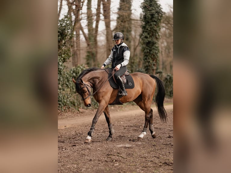 Selle français Wałach 11 lat 166 cm Gniada in Gouvieux