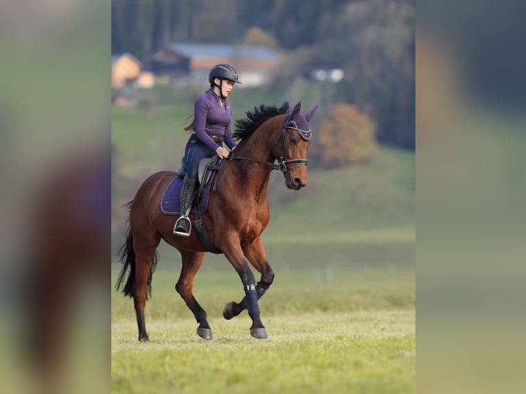 Selle français Wałach 11 lat 166 cm Gniada in Schlins