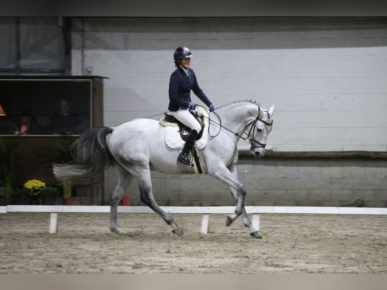 Selle français Wałach 11 lat 170 cm Biała in Grâce-Hollogne