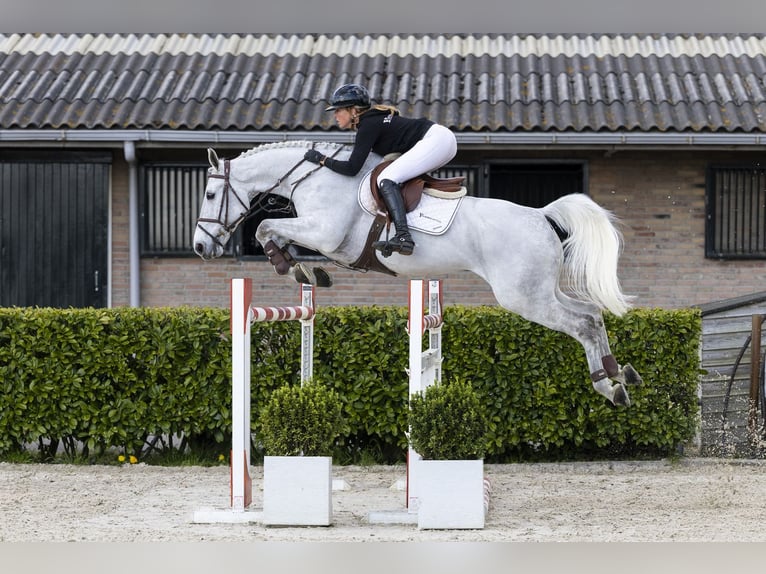Selle français Wałach 12 lat 164 cm  in Waddinxveen