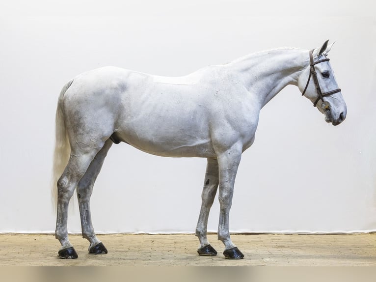 Selle français Wałach 12 lat 164 cm  in Waddinxveen