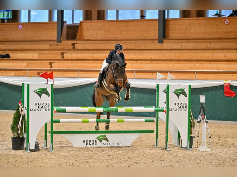 Selle français Wałach 12 lat 170 cm Gniada in Bettwiesen