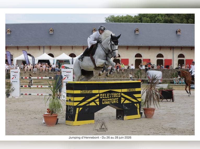 Selle français Wałach 12 lat 173 cm Siwa in Brest