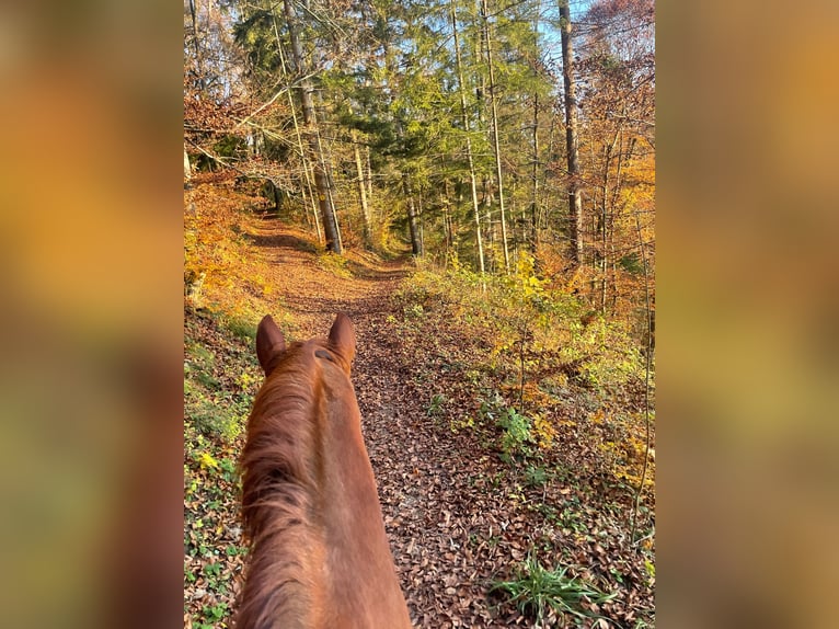 Selle français Mix Wałach 13 lat 168 cm Kasztanowata in Herborn