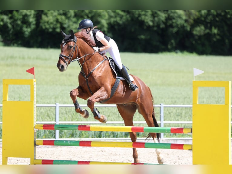 Selle français Mix Wałach 13 lat 168 cm Kasztanowata in Herborn