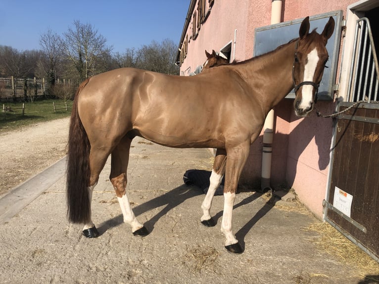 Selle français Wałach 13 lat 172 cm Kasztanowata in Montigny-sur-Loing