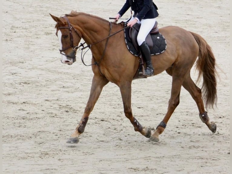 Selle français Wałach 14 lat 165 cm Kasztanowata in Escaudain