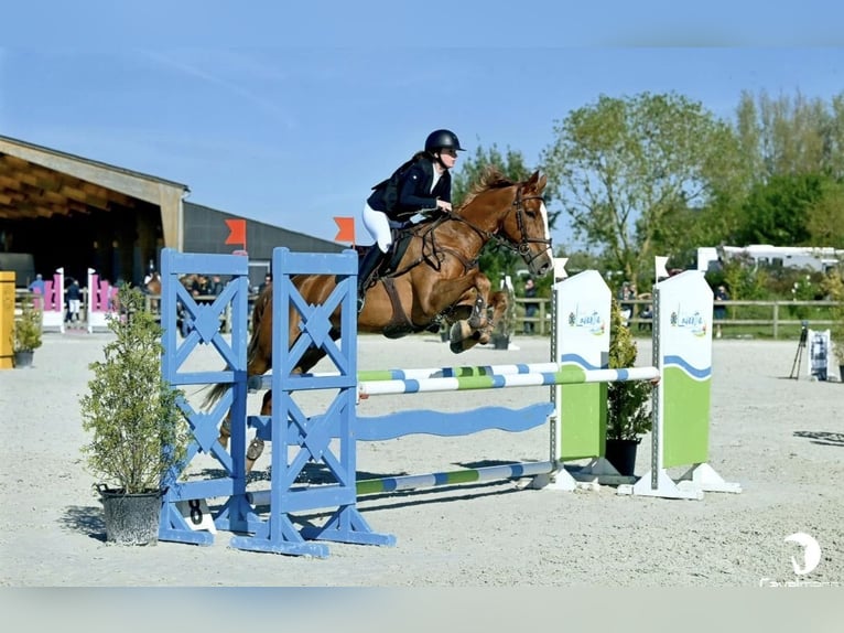 Selle français Wałach 14 lat 165 cm Kasztanowata in Escaudain