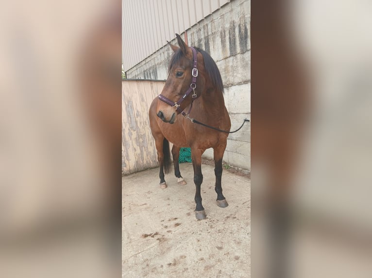 Selle français Wałach 14 lat 168 cm  in Molay