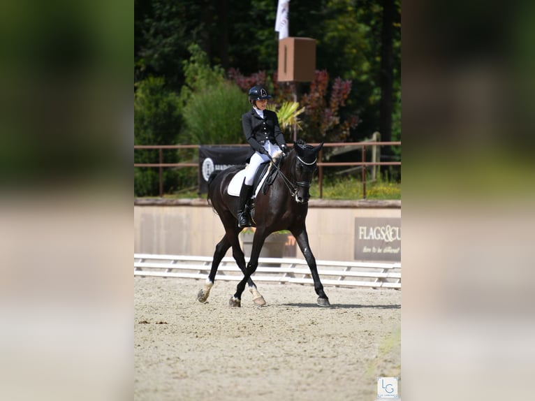 Selle français Wałach 14 lat 173 cm Kara in Ronquerolles
