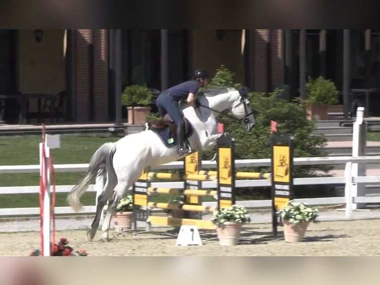 Selle français Wałach 14 lat Siwa in Bregnano