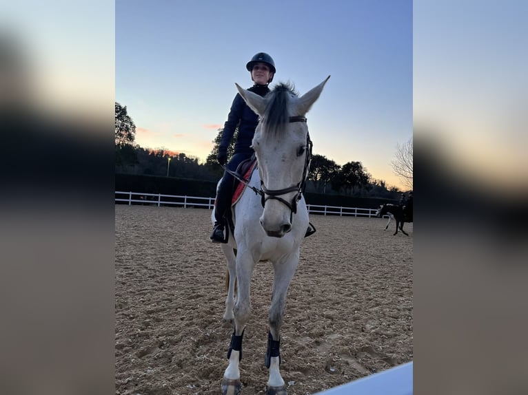 Selle français Wałach 15 lat 168 cm Siwa in Miami, Florida