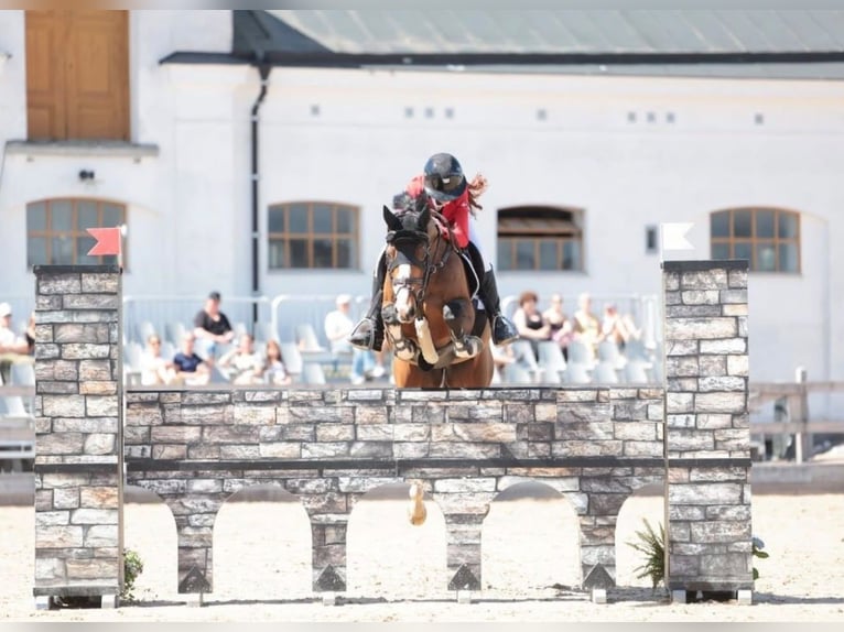 Selle français Wałach 16 lat 148 cm Gniada in Birkerød