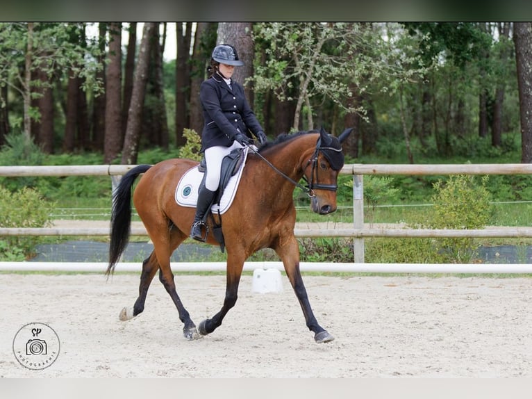 Selle français Wałach 16 lat 167 cm Gniada in Tartas