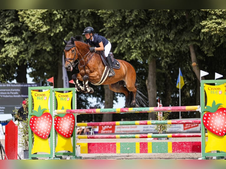 Selle français Wałach 16 lat 175 cm Gniada in Willich