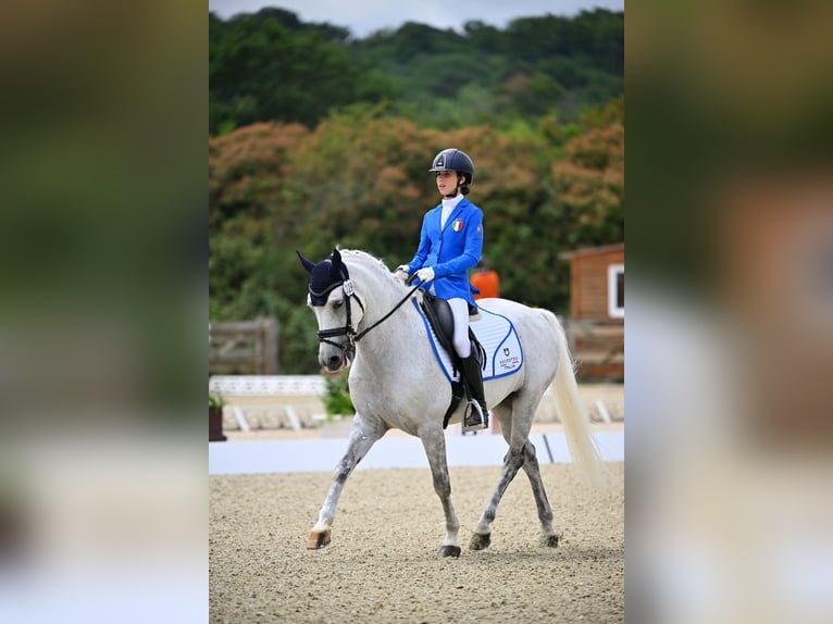 Selle français Wałach 18 lat 148 cm Siwa in Bertinoro