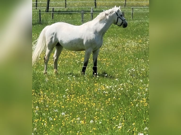 Selle français Wałach 18 lat 168 cm Siwa in Euskirchen