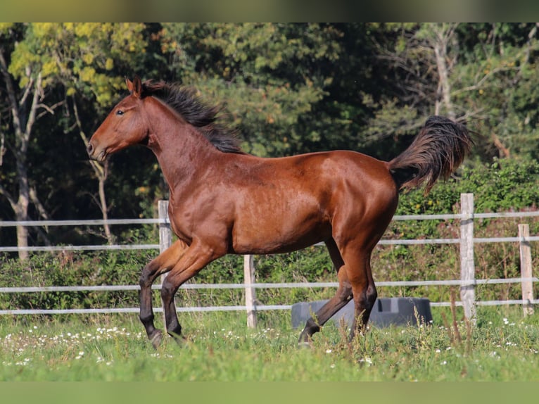 Selle français Wałach 2 lat 150 cm Gniada in Villeréal