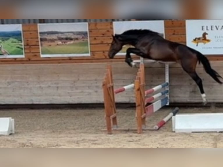 Selle français Wałach 3 lat 163 cm Skarogniada in Orain