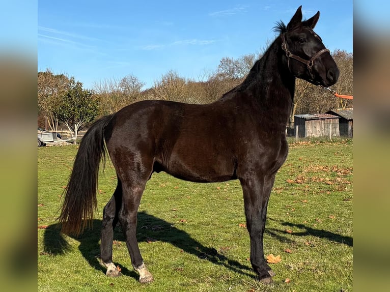 Selle français Wałach 3 lat 169 cm Kara in Préchac