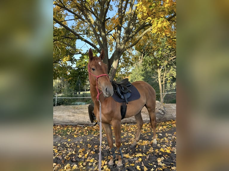 Selle français Wałach 4 lat 160 cm Kasztanowata in Nowa Sól