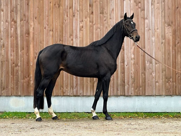 Selle français Wałach 4 lat 167 cm Ciemnogniada in Grez Neuville