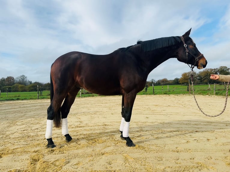 Selle français Wałach 4 lat 170 cm Gniada in Erdre-en-Anjou