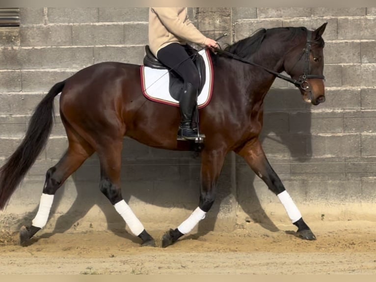 Selle français Wałach 4 lat 170 cm Gniada in Erdre-en-Anjou