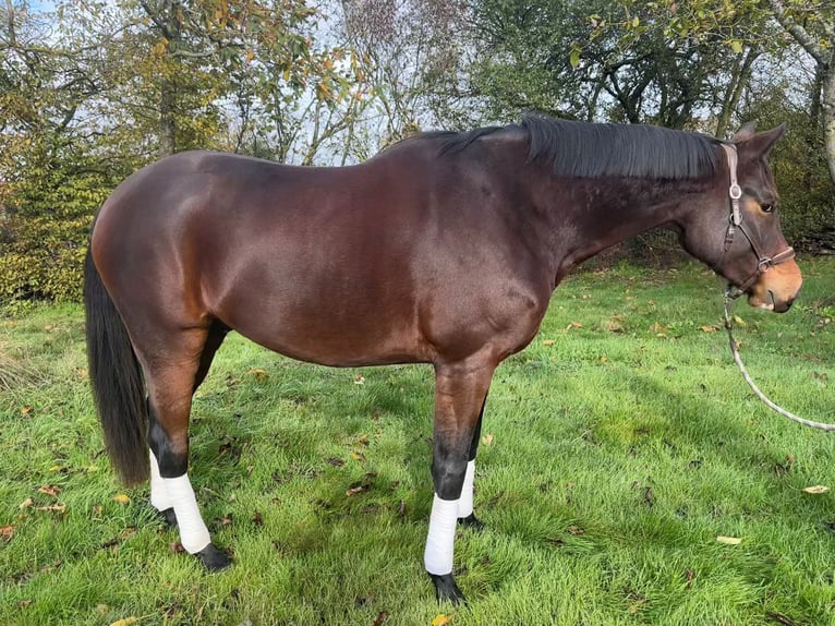 Selle français Wałach 4 lat 170 cm Gniada in Erdre-en-Anjou
