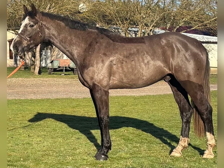 Selle français Wałach 4 lat 170 cm Karodereszowata in Uzeste