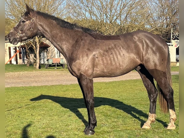 Selle français Wałach 4 lat 170 cm Karodereszowata in Uzeste