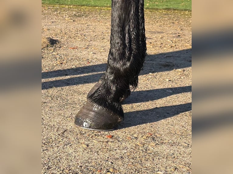 Selle français Wałach 4 lat 170 cm Skarogniada in Montoire-sur-le-Loir