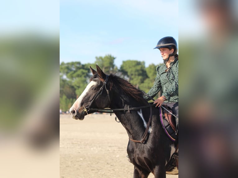 Selle français Mix Wałach 5 lat 163 cm Overo wszelkich maści in Saint hippolyte