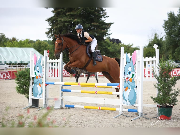 Selle français Wałach 5 lat 167 cm Gniada in Pons