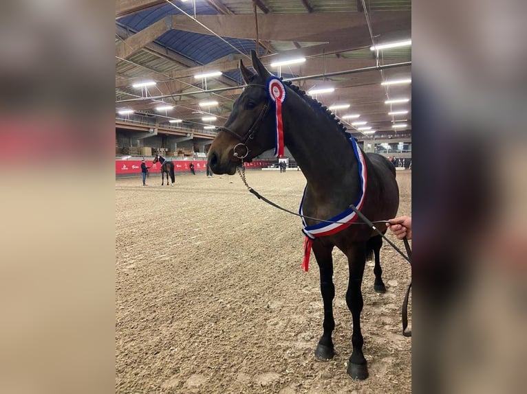 Selle français Wałach 5 lat 172 cm Skarogniada in Basancon