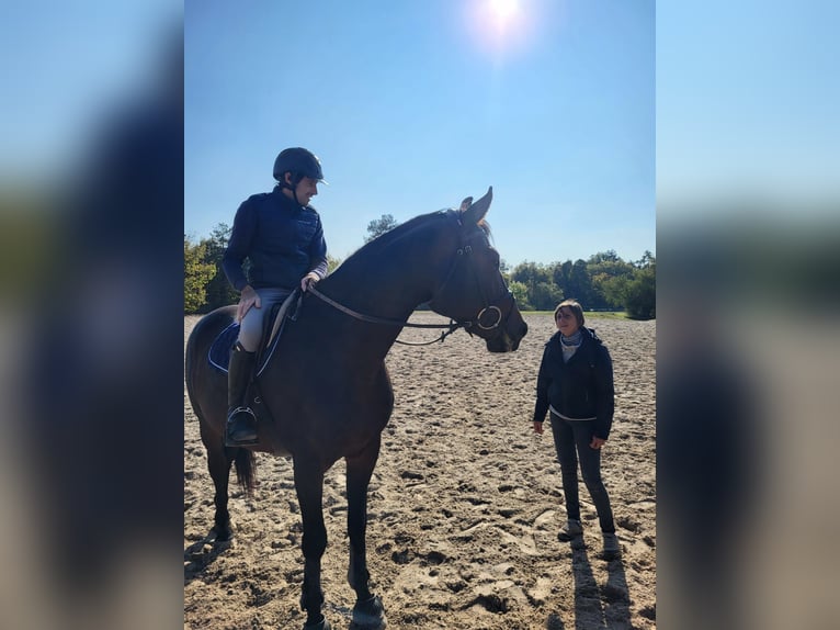 Selle français Wałach 5 lat 172 cm Skarogniada in Basancon